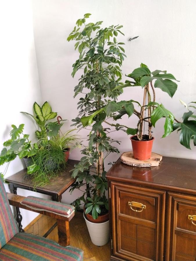 Monica'S House Pansiyon Belgrad Dış mekan fotoğraf